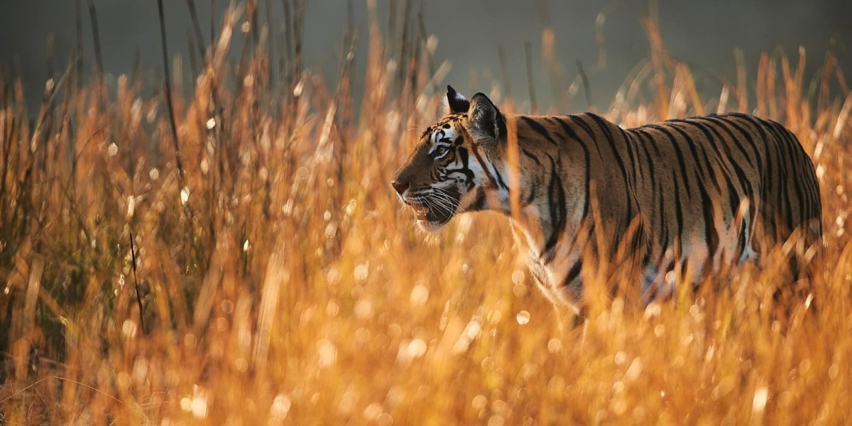 Plan Your Ultimate Tiger Safari in India with a Premier Safari Company